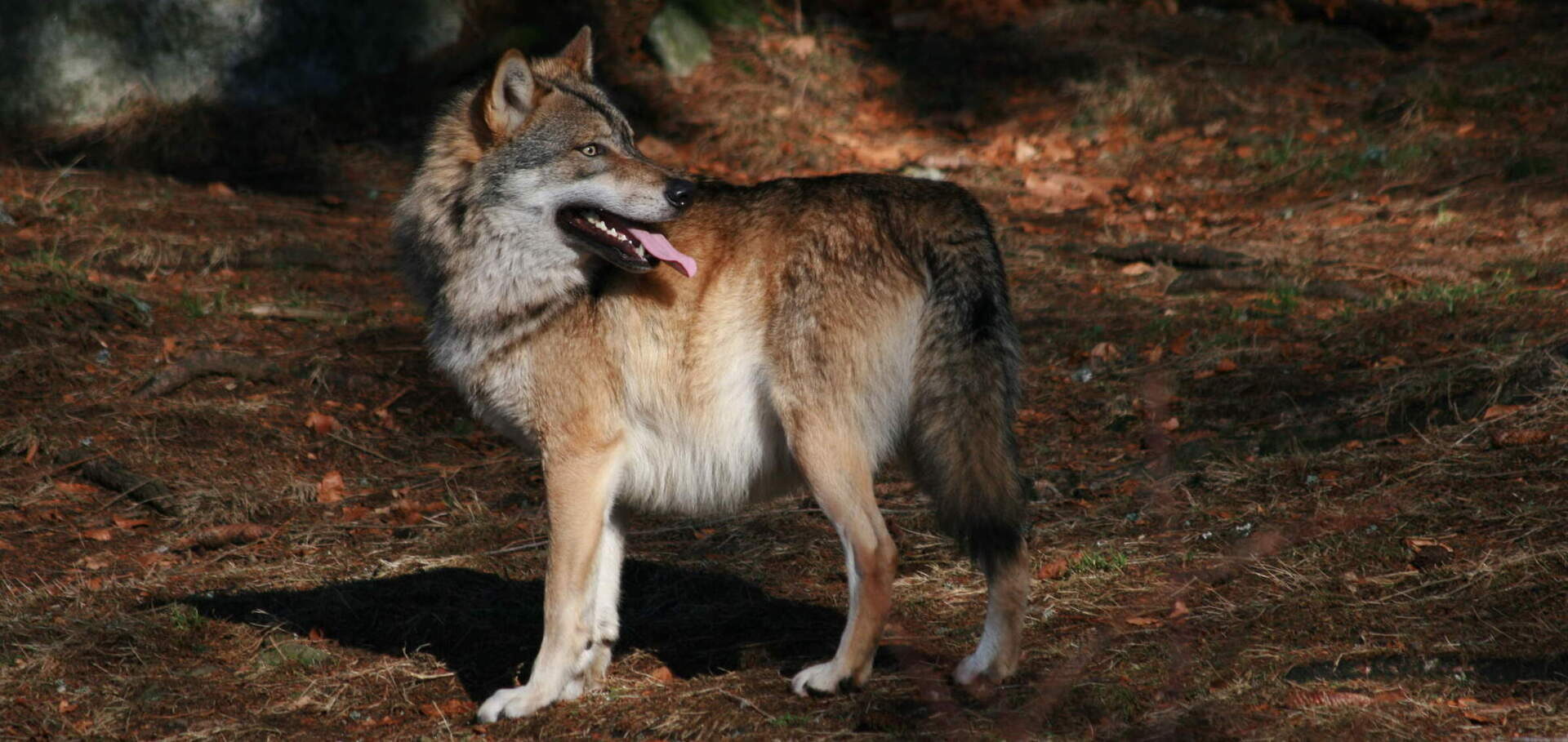 Ein Wolf steht aufmerksam im lichten Wald des Nationalparks Bayerischer Wald.